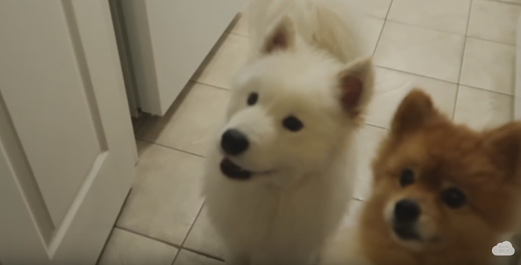 세상 순한 사모예드 댕댕이 목욕 시키기.jpgif | 인스티즈