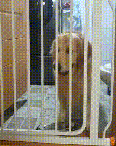 멍뭉이가 학습을 하는 과정 | 인스티즈