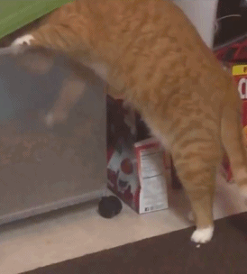 고양이를 다이어트 시켜봤다.gif | 인스티즈