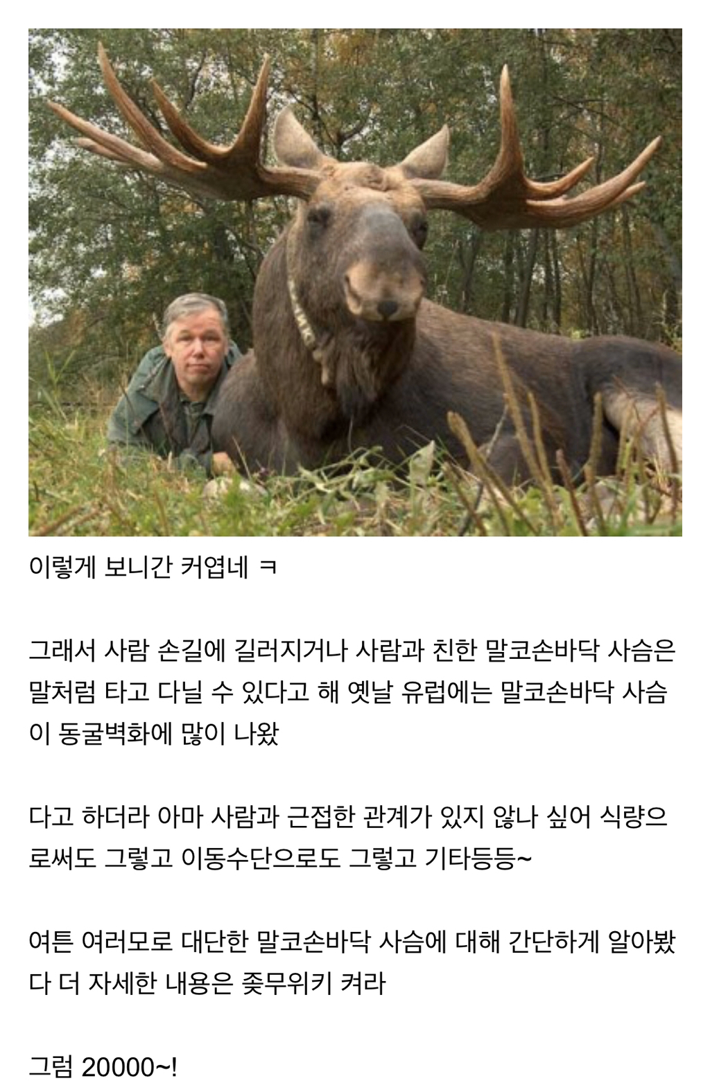 시슴....시슴을 조심하십시오...! | 인스티즈