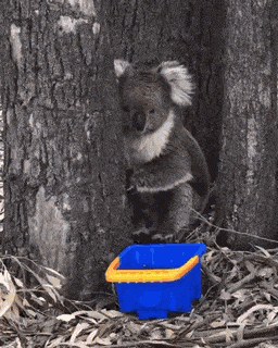 조금 경계하다가 물 받아마시는 코알라.gif | 인스티즈