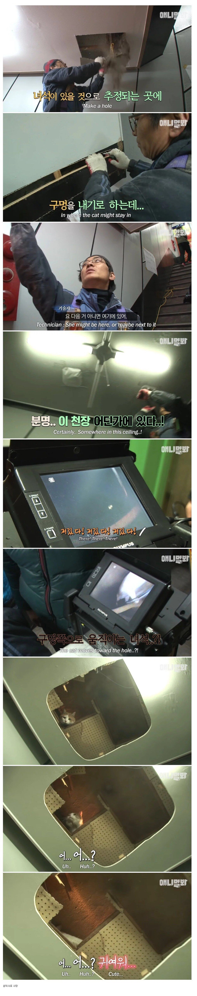 2년동안 벽에갇힌 고양이 구조하다가 방심한 나머지 사망 | 인스티즈