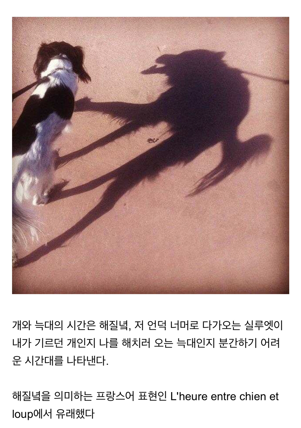 해질녘이 왜 개와 늑대의 시간이라고 불리는걸까? | 인스티즈