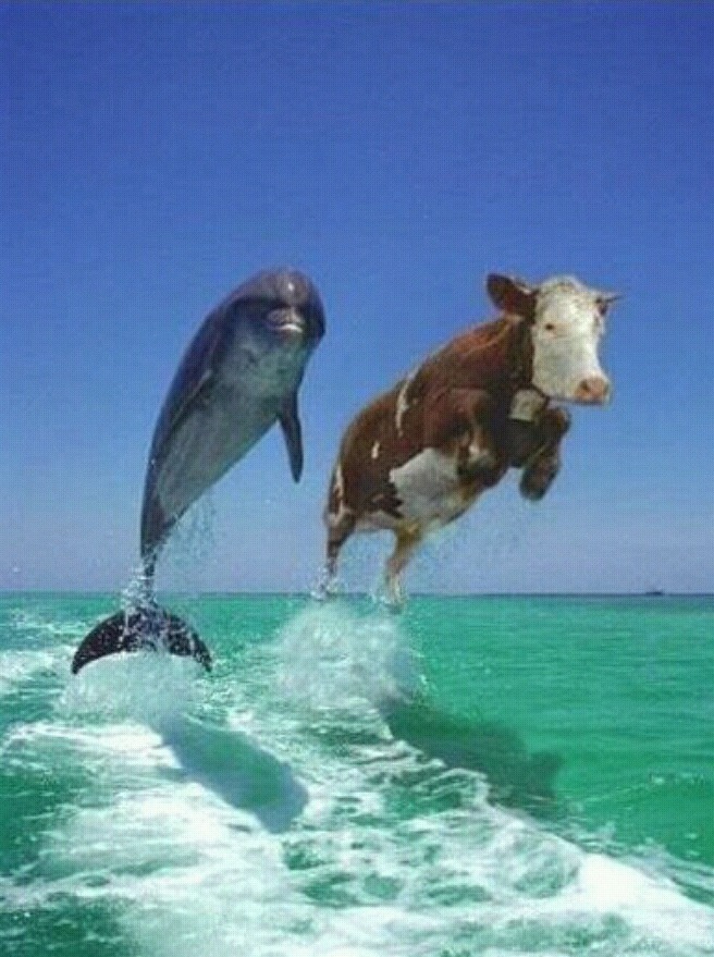 돌고래랑 송아지로 보이면 스트레스 많이받는거래요 | 인스티즈