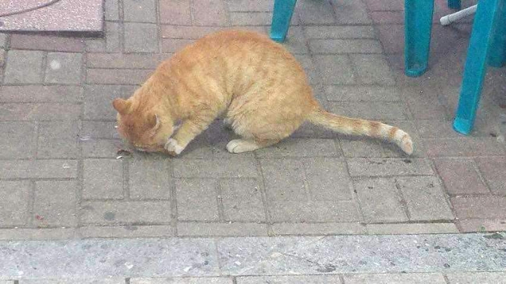 편의점 앞 고양이가 올려준 매상 | 인스티즈