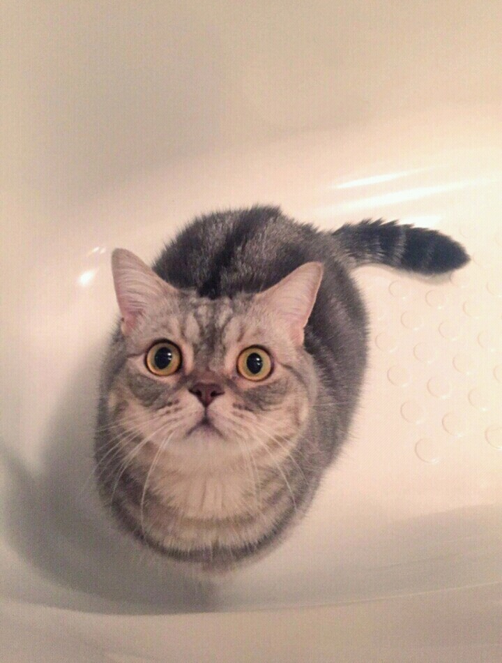 욕조 안에서 가만히 있는 고양이 | 인스티즈