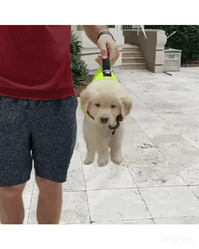 산책하고 방전된 아기 골든 리트리버 댕댕이.gif | 인스티즈