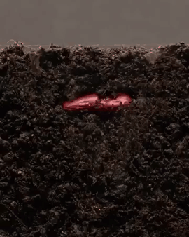 콩이발아하는과정 | 인스티즈