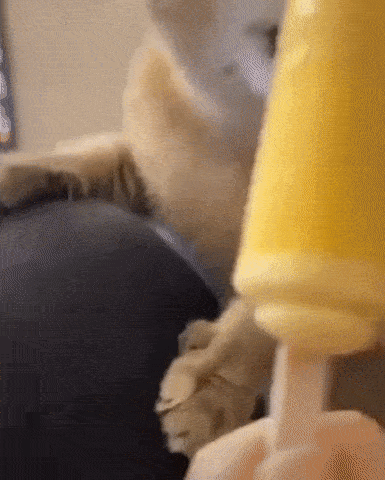 아이스크림이 처음인 냥이 | 인스티즈