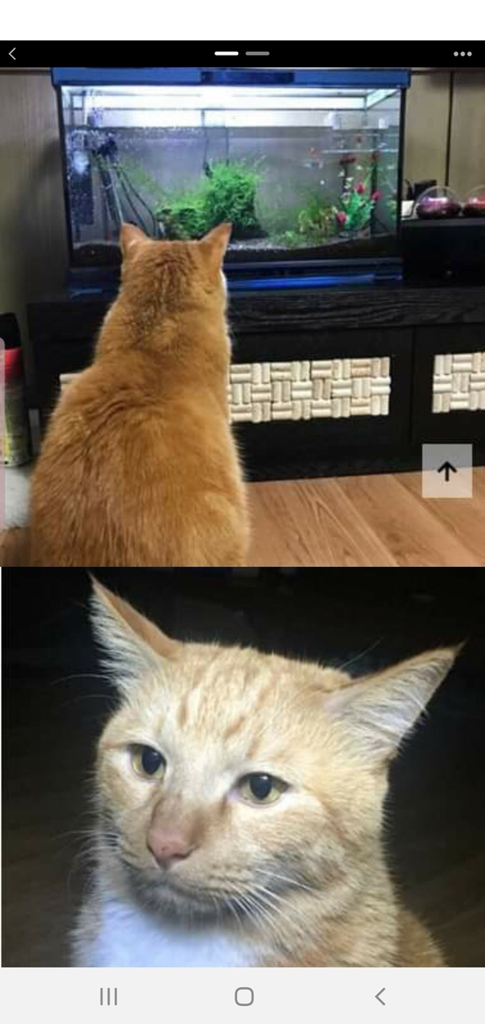 수족관 구경하느라 밤샌 고양이 덕배 근황.jpg | 인스티즈
