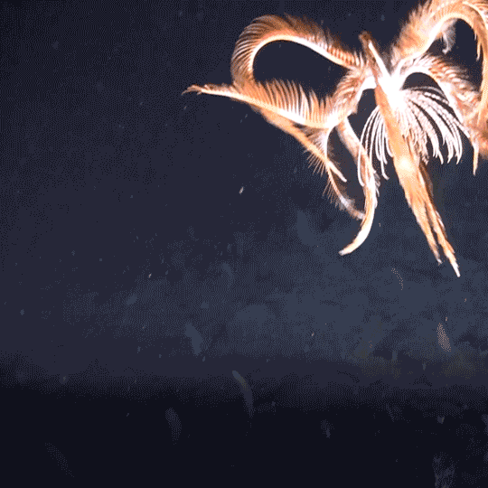 신기한 지구의 생명체들 | 인스티즈