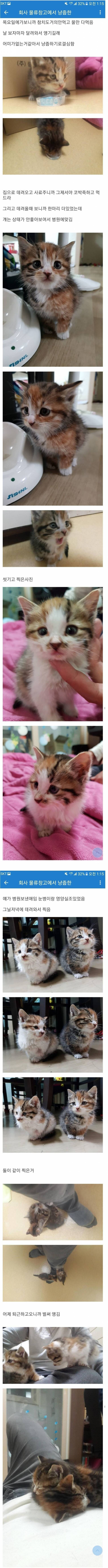 회사 물류 창고에서 냥줍한 DC인 | 인스티즈