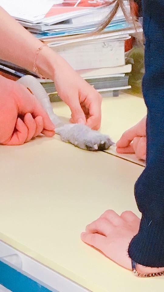 엑스레이 찍는 햄스터.jpg | 인스티즈