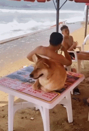 쫄보댕댕이 | 인스티즈