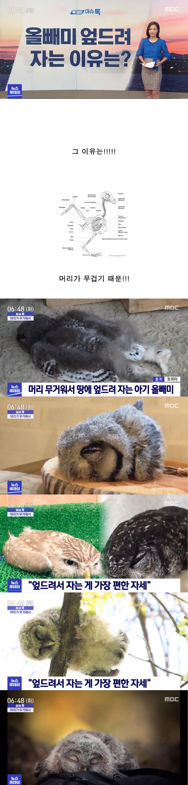 올빼미가 엎드려 자는 이유 | 인스티즈
