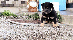 심장을 폭행하는 아기 댕댕이 | 인스티즈