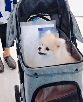 오늘자 트와이스 나연 반려견(포메) 쿠크.jpgif | 인스티즈