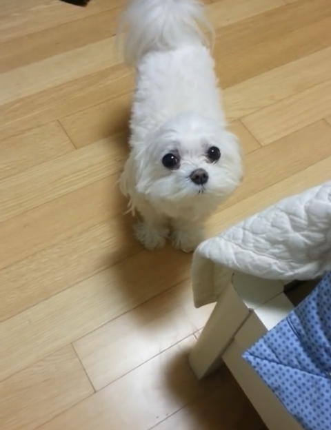 오빠와 자고싶은 강아지 | 인스티즈