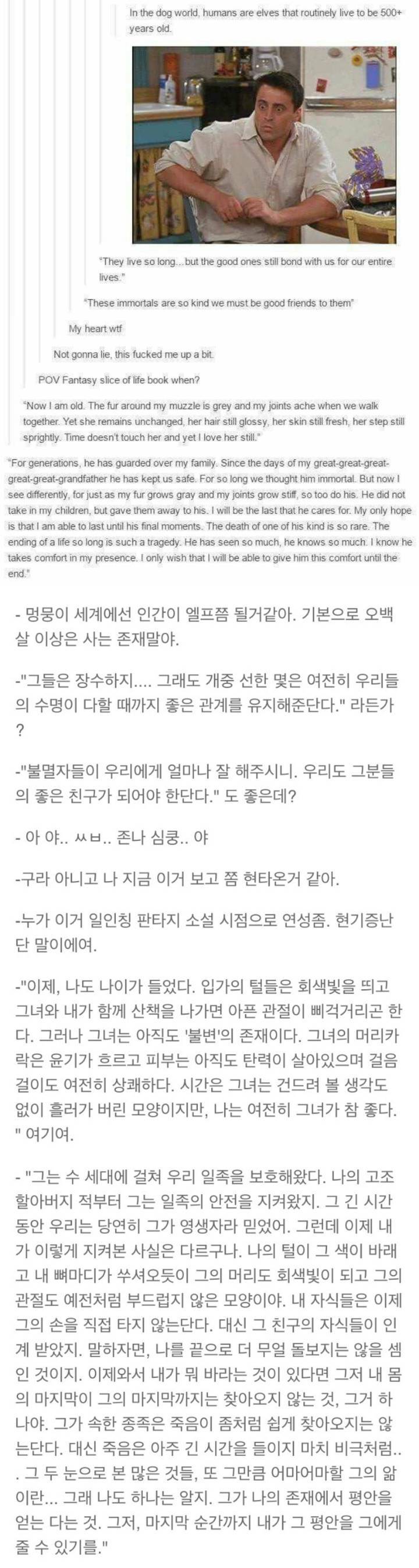 강아지들은 인간이 엘프같지 않을까?.jpg | 인스티즈