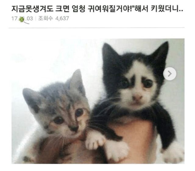 소년명수 고양이버젼 | 인스티즈