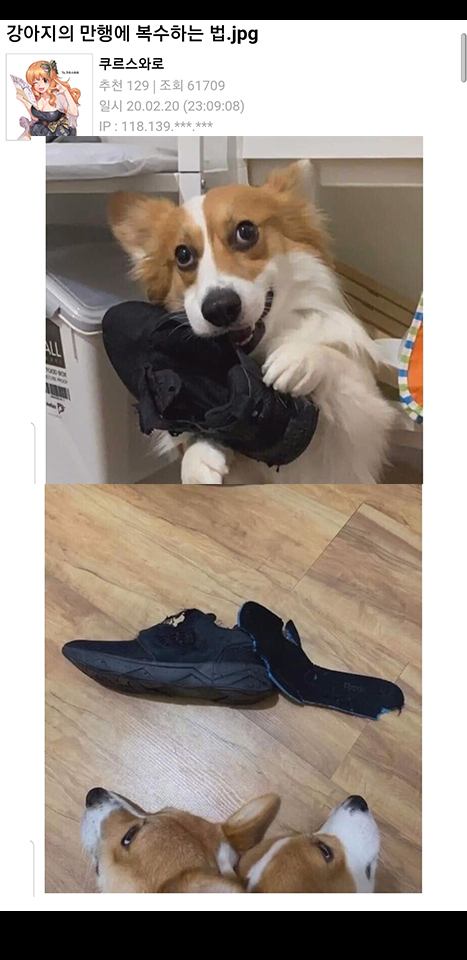 강아지 만행에 복수하는법 | 인스티즈