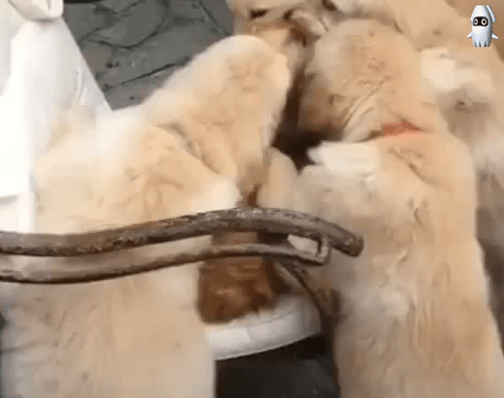 고양이 격하게 이뻐하는 골든 리트리버 댕댕이들.gif | 인스티즈