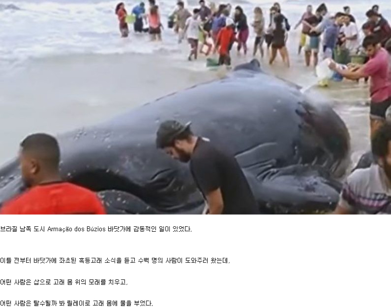 해안가로 떠밀려온 흑동고래.jpg | 인스티즈