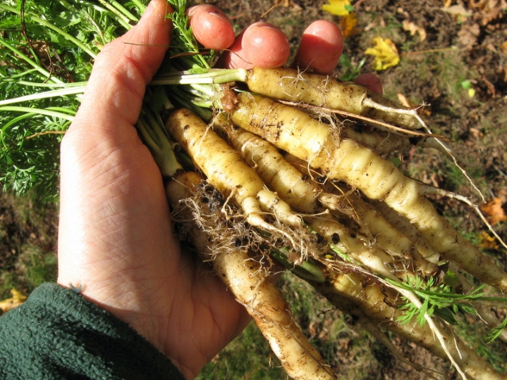 인간이 개량해서 먹는 식물들의 원래 모습.jpg | 인스티즈