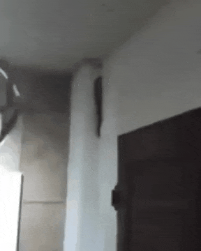 집에 이런 벌레가 있다. 잡을 수 있다vs못잡는다 | 인스티즈