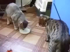 진짜 왜 이러는 걸까 싶은 좆냥이 스페셜.gif | 인스티즈