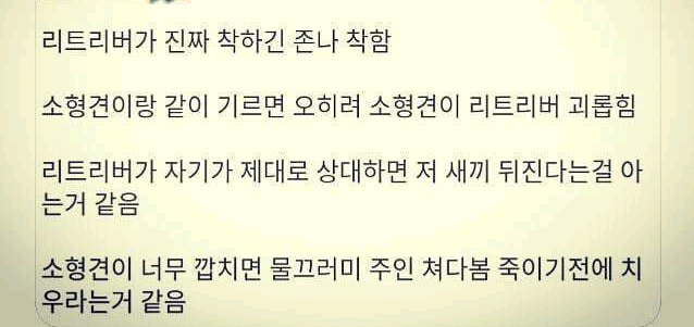 리트리버와 다른개차이 | 인스티즈