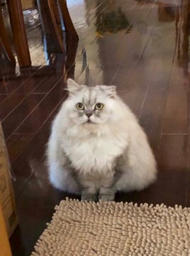 이상한 동물 피규어 모음.jpg | 인스티즈