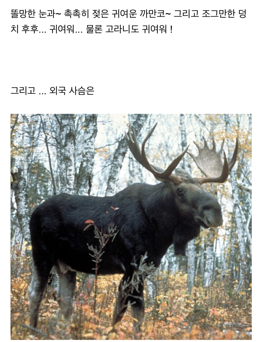 시슴....시슴을 조심하십시오...! | 인스티즈