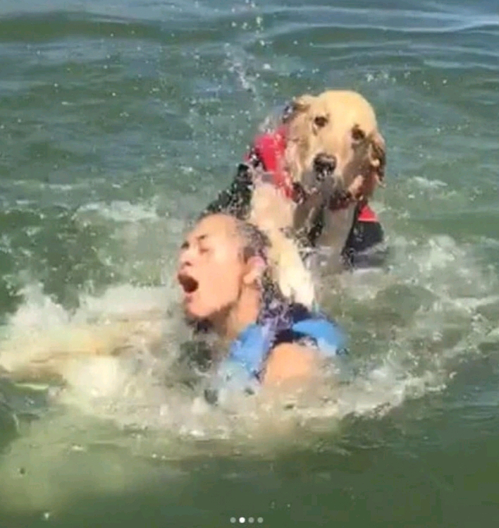 주인이 너무 좋은 래브라도 리트리버 댕댕이.gif | 인스티즈