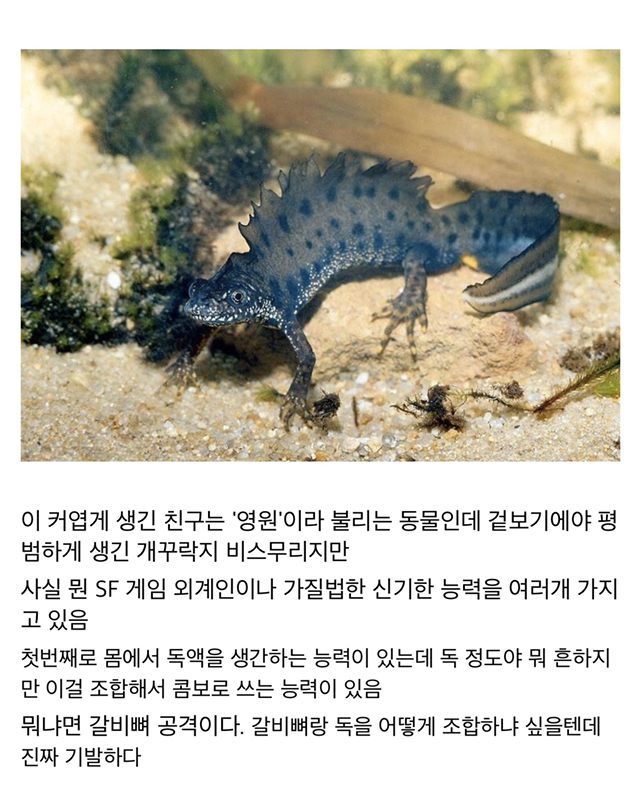 기묘한 현실 저그 | 인스티즈