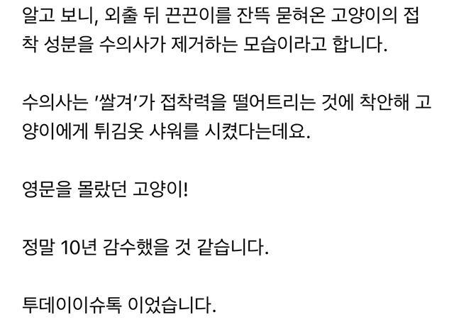 고양이 튀김 | 인스티즈