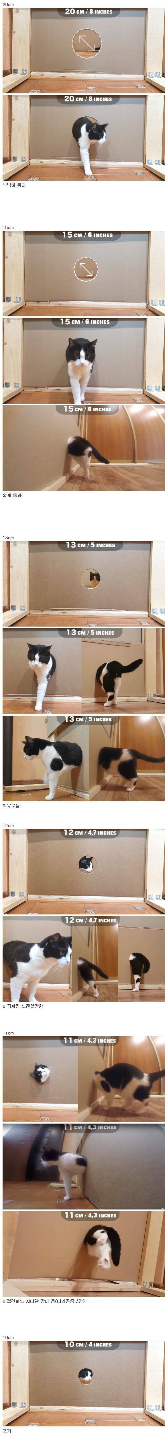 고양이 액체설.jpg | 인스티즈