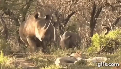 은근 호구인 사자.gif | 인스티즈