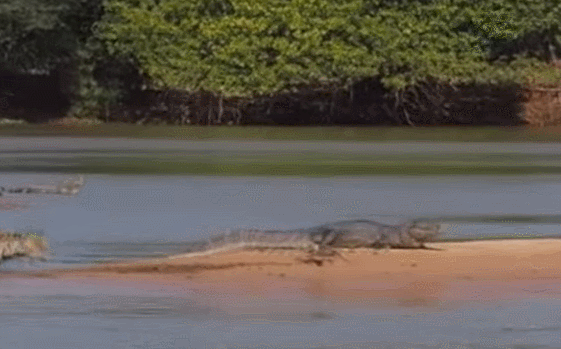 신기한 지구의 생명체들 | 인스티즈