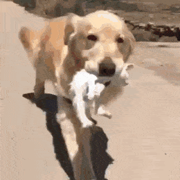 골댕이 냥줍...gif | 인스티즈