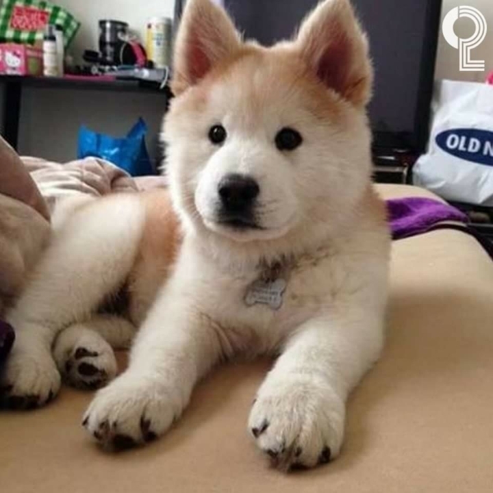 시바예드 | 인스티즈