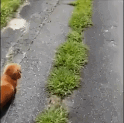 강아지의 충성심 테스트 | 인스티즈