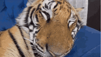 호냥이 | 인스티즈