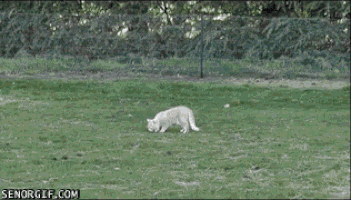 냥아치한테 맞고사는 댕댕이ㅜㅜ | 인스티즈