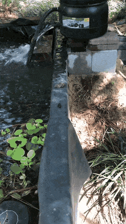 먹이를 먹으려다 마는 개구리 | 인스티즈