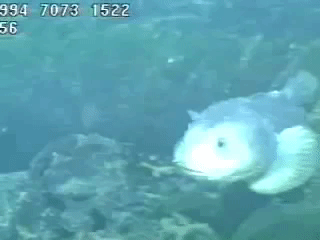 억울한 물고기.jpg | 인스티즈