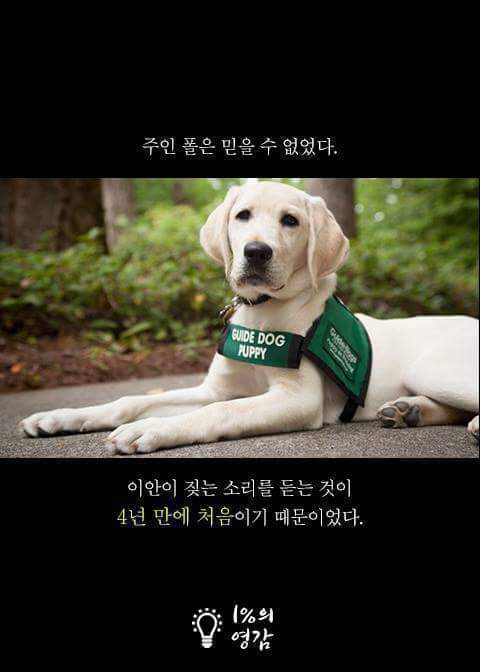 안내견이 짖은이유 | 인스티즈