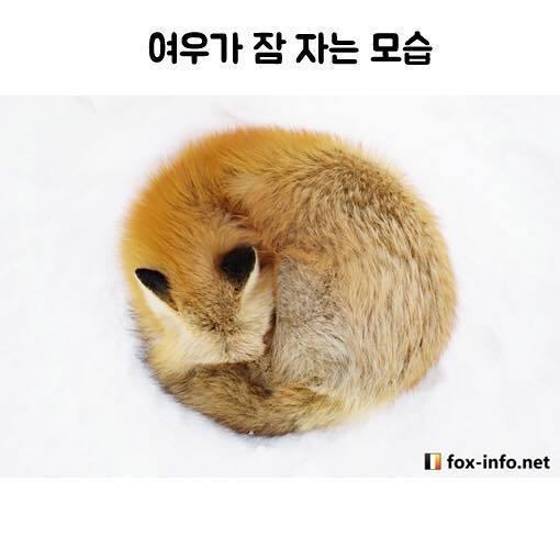 여우가 잠자는 모습 | 인스티즈
