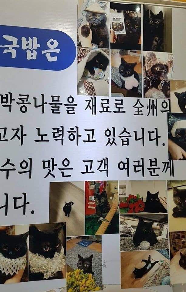 고양이 자랑하는 국밥집.JPG | 인스티즈