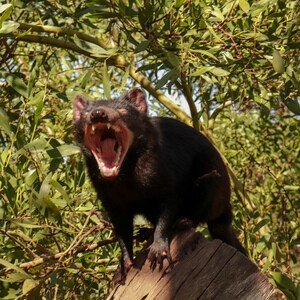 세상에서 악취가 가장 심하다는 동물 JPG | 인스티즈